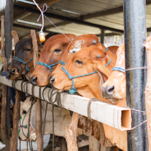 pexels photo 18461648 18461648 Detailed shot of cows lined up at a farm in La Unión, El Salvador.
