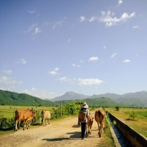 pexels photo 31505961 31505961 A rural farmer guiding cows on a countryside dirt road with mountains in the background.