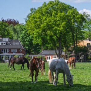 pexels photo 33358370 33358370 Group of horses grazing in a lush green field in Soest, Nederland, showcasing serene rural life.
