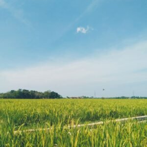 pexels photo 33810119 33810119 Breathtaking view of a green rice field under a clear blue sky in Indonesia. Perfect for nature and travel themes.