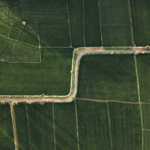 pexels photo 8987750 8987750 Drone shot capturing vibrant green rice fields in Ho Chi Minh City, Vietnam.